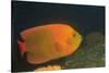 Clarion Angelfish-Hal Beral-Stretched Canvas