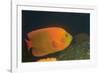 Clarion Angelfish-Hal Beral-Framed Photographic Print