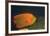 Clarion Angelfish-Hal Beral-Framed Photographic Print