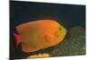 Clarion Angelfish-Hal Beral-Mounted Photographic Print