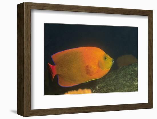 Clarion Angelfish-Hal Beral-Framed Photographic Print