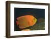 Clarion Angelfish-Hal Beral-Framed Photographic Print