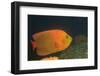 Clarion Angelfish-Hal Beral-Framed Photographic Print