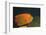Clarion Angelfish-Hal Beral-Framed Photographic Print