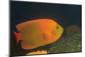 Clarion Angelfish-Hal Beral-Mounted Photographic Print