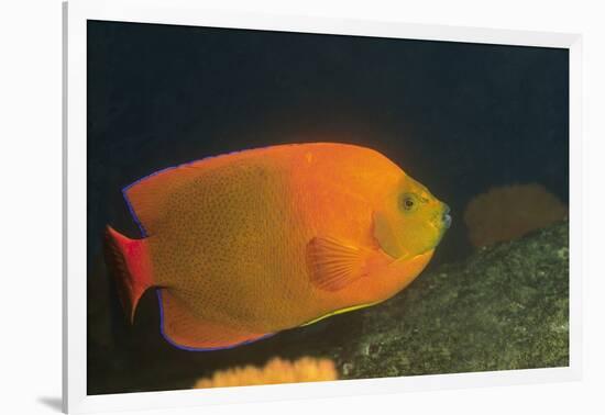 Clarion Angelfish-Hal Beral-Framed Photographic Print