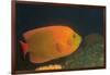 Clarion Angelfish-Hal Beral-Framed Photographic Print