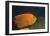 Clarion Angelfish-Hal Beral-Framed Photographic Print