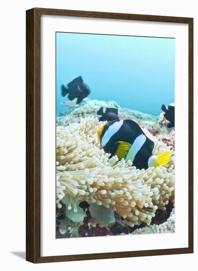 Clark's Anemonefish (Amphiprion Clarkii,) Southern Thailand, Andaman Sea, Indian Ocean, Asia-Andrew Stewart-Framed Photographic Print