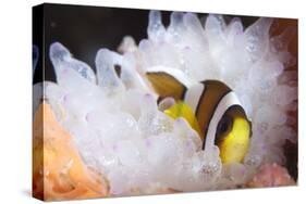 Clark's Anemonefish in White Anemone, Gorontalo, Indonesia-null-Stretched Canvas