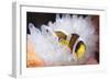 Clark's Anemonefish in White Anemone, Gorontalo, Indonesia-null-Framed Photographic Print