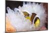 Clark's Anemonefish in White Anemone, Gorontalo, Indonesia-null-Mounted Photographic Print