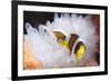 Clark's Anemonefish in White Anemone, Gorontalo, Indonesia-null-Framed Photographic Print