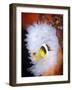 Clark's Anemonefish in White Anemone, Gorontalo, Indonesia-null-Framed Photographic Print