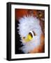 Clark's Anemonefish in White Anemone, Gorontalo, Indonesia-null-Framed Photographic Print