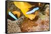 Clark 's anemonefish, pair tending to egg mass, Micronesia-David Fleetham-Framed Stretched Canvas