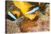 Clark 's anemonefish, pair tending to egg mass, Micronesia-David Fleetham-Stretched Canvas