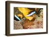 Clark 's anemonefish, pair tending to egg mass, Micronesia-David Fleetham-Framed Photographic Print