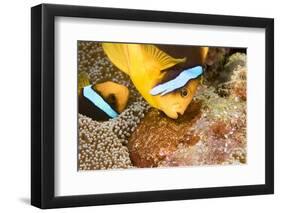 Clark 's anemonefish, pair tending to egg mass, Micronesia-David Fleetham-Framed Photographic Print