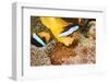 Clark 's anemonefish, pair tending to egg mass, Micronesia-David Fleetham-Framed Photographic Print