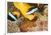 Clark 's anemonefish, pair tending to egg mass, Micronesia-David Fleetham-Framed Photographic Print