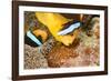 Clark 's anemonefish, pair tending to egg mass, Micronesia-David Fleetham-Framed Photographic Print