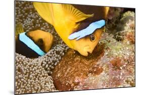 Clark 's anemonefish, pair tending to egg mass, Micronesia-David Fleetham-Mounted Photographic Print