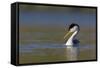 Clark's Grebe in Breeding Plumage, Potholes Reservoir, Washington, USA-Gary Luhm-Framed Stretched Canvas