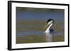 Clark's Grebe in Breeding Plumage, Potholes Reservoir, Washington, USA-Gary Luhm-Framed Photographic Print