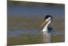 Clark's Grebe in Breeding Plumage, Potholes Reservoir, Washington, USA-Gary Luhm-Mounted Photographic Print