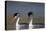 Clark's Grebe in Breeding Plumage, Potholes Reservoir, Washington, USA-Gary Luhm-Stretched Canvas