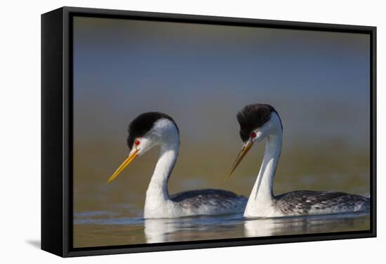 Clark's Grebe in Breeding Plumage, Potholes Reservoir, Washington, USA-Gary Luhm-Framed Stretched Canvas