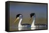 Clark's Grebe in Breeding Plumage, Potholes Reservoir, Washington, USA-Gary Luhm-Framed Stretched Canvas