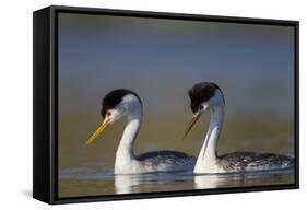 Clark's Grebe in Breeding Plumage, Potholes Reservoir, Washington, USA-Gary Luhm-Framed Stretched Canvas