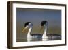 Clark's Grebe in Breeding Plumage, Potholes Reservoir, Washington, USA-Gary Luhm-Framed Photographic Print