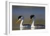 Clark's Grebe in Breeding Plumage, Potholes Reservoir, Washington, USA-Gary Luhm-Framed Photographic Print