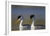 Clark's Grebe in Breeding Plumage, Potholes Reservoir, Washington, USA-Gary Luhm-Framed Photographic Print