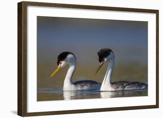 Clark's Grebe in Breeding Plumage, Potholes Reservoir, Washington, USA-Gary Luhm-Framed Photographic Print