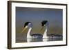 Clark's Grebe in Breeding Plumage, Potholes Reservoir, Washington, USA-Gary Luhm-Framed Photographic Print