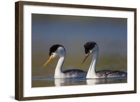 Clark's Grebe in Breeding Plumage, Potholes Reservoir, Washington, USA-Gary Luhm-Framed Photographic Print