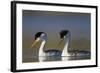 Clark's Grebe in Breeding Plumage, Potholes Reservoir, Washington, USA-Gary Luhm-Framed Photographic Print