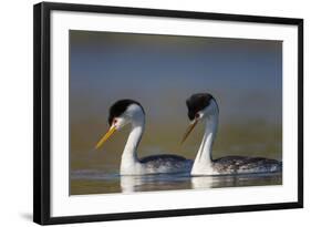 Clark's Grebe in Breeding Plumage, Potholes Reservoir, Washington, USA-Gary Luhm-Framed Photographic Print