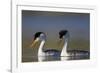 Clark's Grebe in Breeding Plumage, Potholes Reservoir, Washington, USA-Gary Luhm-Framed Photographic Print