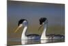 Clark's Grebe in Breeding Plumage, Potholes Reservoir, Washington, USA-Gary Luhm-Mounted Photographic Print