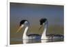 Clark's Grebe in Breeding Plumage, Potholes Reservoir, Washington, USA-Gary Luhm-Framed Photographic Print