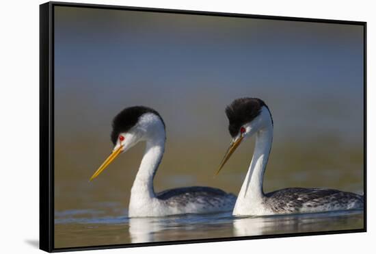 Clark's Grebe in Breeding Plumage, Potholes Reservoir, Washington, USA-Gary Luhm-Framed Stretched Canvas