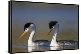 Clark's Grebe in Breeding Plumage, Potholes Reservoir, Washington, USA-Gary Luhm-Framed Stretched Canvas