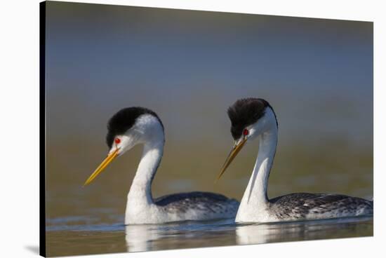 Clark's Grebe in Breeding Plumage, Potholes Reservoir, Washington, USA-Gary Luhm-Stretched Canvas