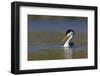 Clark's Grebe in Breeding Plumage, Potholes Reservoir, Washington, USA-Gary Luhm-Framed Photographic Print