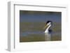 Clark's Grebe in Breeding Plumage, Potholes Reservoir, Washington, USA-Gary Luhm-Framed Photographic Print